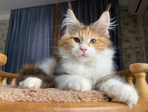 maine coon adopcion|Maine Coon Rescue ― ADOPTIONS